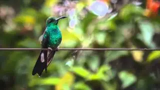 COLIBRIES fotografias 