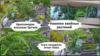 Новинки хвойных растений (криптомерия, тсуга).