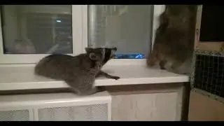Енотная туса