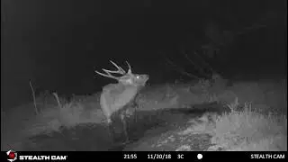 Big Sambar stag on trail camera from victorian high country, Stealth Cam.