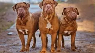Dog Breeds  Around The Globe | Must Watch |