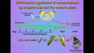 05 4 metamorphosis hormones