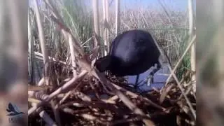 Killer Coots?