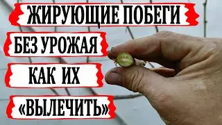🍇 Что делать, если не ПЛОДОНОСЯТ ТОЛСТЫЕ ПОБЕГИ винограда? Как «ЛЕЧИТЬ» ЖИРУЮЩИЕ, ЖИРОВЫЕ побеги?