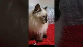 MALE PERSIAN HIMMIE