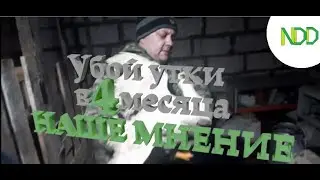 Во сколько следует рубить утку? Забой утки в 4 месяца... Новые поросята!