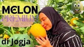 Kebun MELON mbok kebon