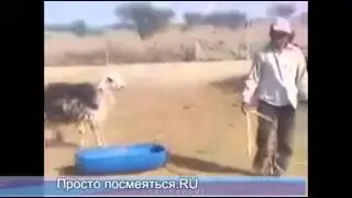 Не обижай животных