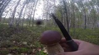 Сбор белых грибов, видео rybachil.ru