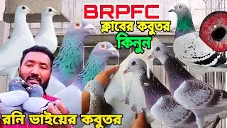 BRPFC ক্লাবে রেসার কবুতর কিনুন|| রনি ভাইয়ের খামার থেকে