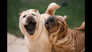 Achieve Harmony: Multi-Dog Household Tips & Tricks