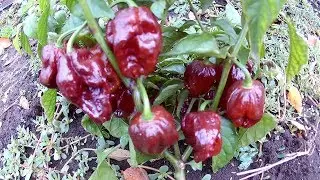 Brazilian Ghost Pepper Brown. Сверх острый сорт перца