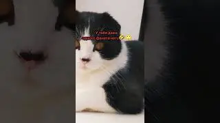 Время придёт❤️🥲#юмор#2024 #котик #любимые