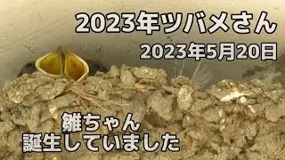2023年5月20日雛ちゃんを見る事が出来ました〜〜！