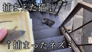 （閲覧注意）誓約を条件に解放されるネズミ１／２