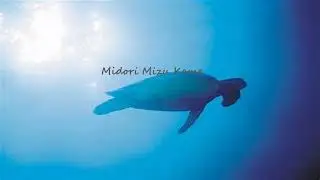 Midori Mizu Kame Live Stream