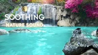 Soothing Forest Sound | Stop Overthinking & Relax Instantly🎧Nature Sounds for Deep Sleep Meditation