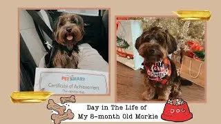 Day in the Life of My Morkie Puppy