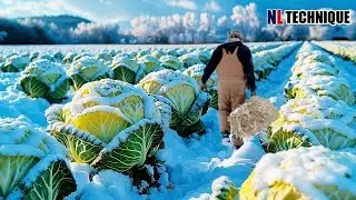 How Japanese Farmer Harvest Cabbage Under Snow - Snow Vegetable Farming - Cabbage, Carrot, Radish