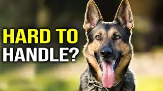 7 Reasons Many People Can’t Handle A German Shepherd