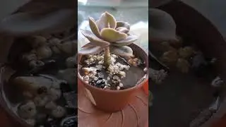 Mealybugs and aphids are back!