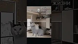 За бригадой в комменты... #cat #mem #memes #тренды #футаж #кот #коты