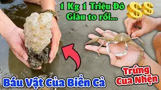 Đi Lụm Biển Nhặt Được Tổ Trứng Cua Nhện Trị Giá Triệu Đô - Thạc Đức TV