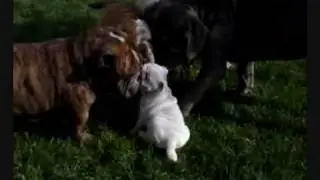 SuperMario, conociendo a la Banda