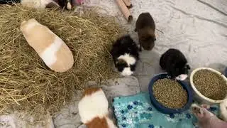 Happy Sanctuary Cute Guinea Pigs running around