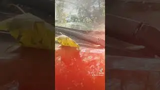 Юрий Шатунов 