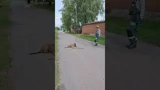 Не бойтесь проблем в дрессировке собак... идите к ним и решайте. #малинуа #собака