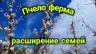 Работа на опережение, весеннее расширение пчелиных семей.
