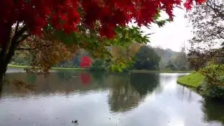 Red tree, Stourhead, Autumn - 4K