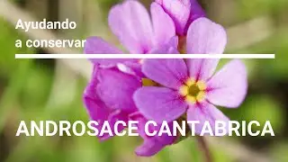 PRIOCONEX: Preserving Androsace cantabrica (english subtitles)