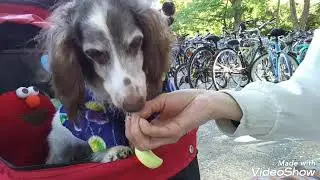 お祭りなのでワンコに浴衣を着せました。お似合いです🎵