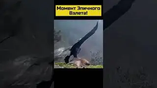 #animals #шортс #shortsvideo #wildlife