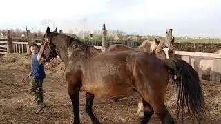 Девушки ревнуют жеребца