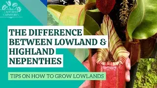 Lowland Nepenthes Pitcher Plants Growing Conditions