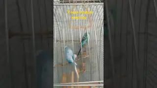 Попугайчики в новой клетке  (им нравится) 🐤🐤🐤🦜🦜🦜🐦🐦🐦