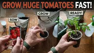Seed Starting Beefsteak Tomatoes: Sowing To Transplant-Ready Seedlings