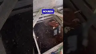 HOW TO TURN A DEAD CHICKEN INTO GARDEN COMPOST 