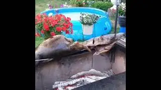 Рыба на вертеле🐟Рыба на мангале🐟Линь рецепт🐟Fish on a spit🐟Fish on the grill🐟Lin recipe