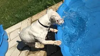 ◌ Mirza & Monette en après-midi piscine ☀️ - Mirza 💦 la Plongeuse Professionnelle 💦 ◌ Dog Fishing