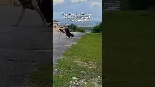 A very failed attempt at trotting #quadrobics #therian #fox