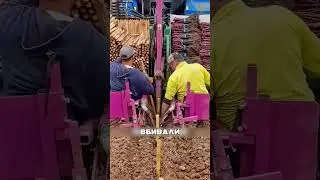 China Turned the Desert into a Miracle 😱🔥🌱