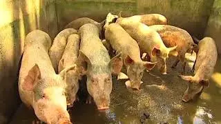 Kill or Cure - Controlling Japanese Encephalitis - Trailer