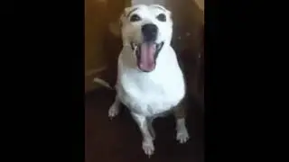 sobrancelha