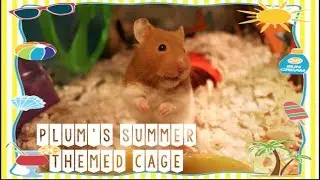 PLUM'S SUMMER THEMED CAGE TOUR / AUGUST 2018