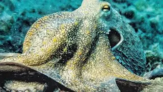 Оctopus. Осьминог.