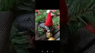 Ручная змея почти